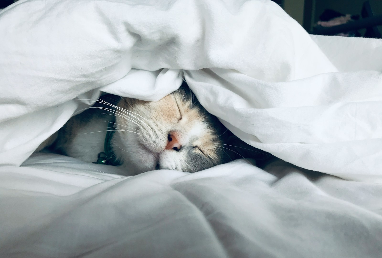 ¿Dormir poco engorda? 7 curiosidades científicas sobre el sueño y la salud