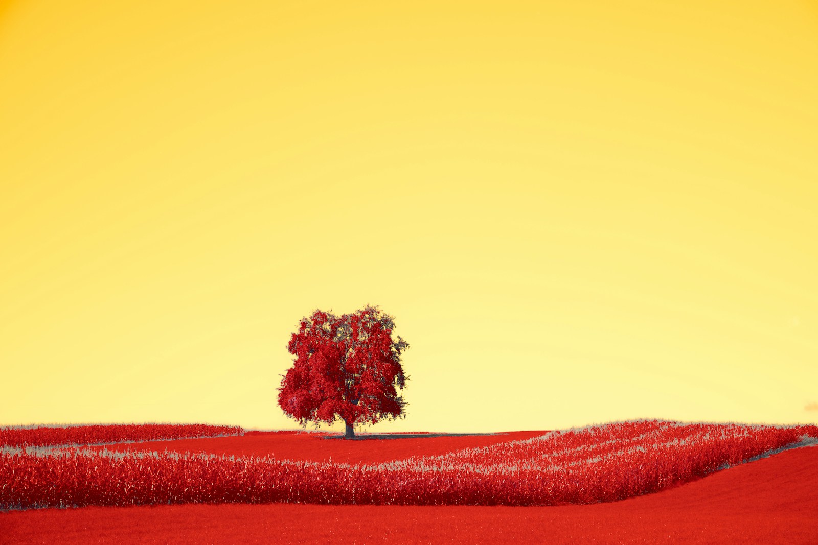 A lone tree stands alone in a red field