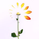 a close-up of a flower